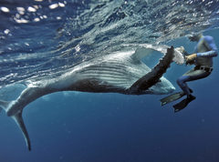 Дайвинг с горбатыми китами. Королевство Тонго