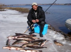 Рыбалка на Рыбинском водохранилище: места где можно поставить палатку и порыбачить