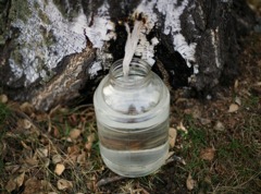 Как собирать березовый сок и сохранить дерево здоровым?