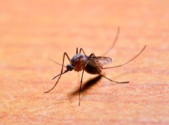Как отпугнуть комаров и мошек в лесу: используем натуральные средства