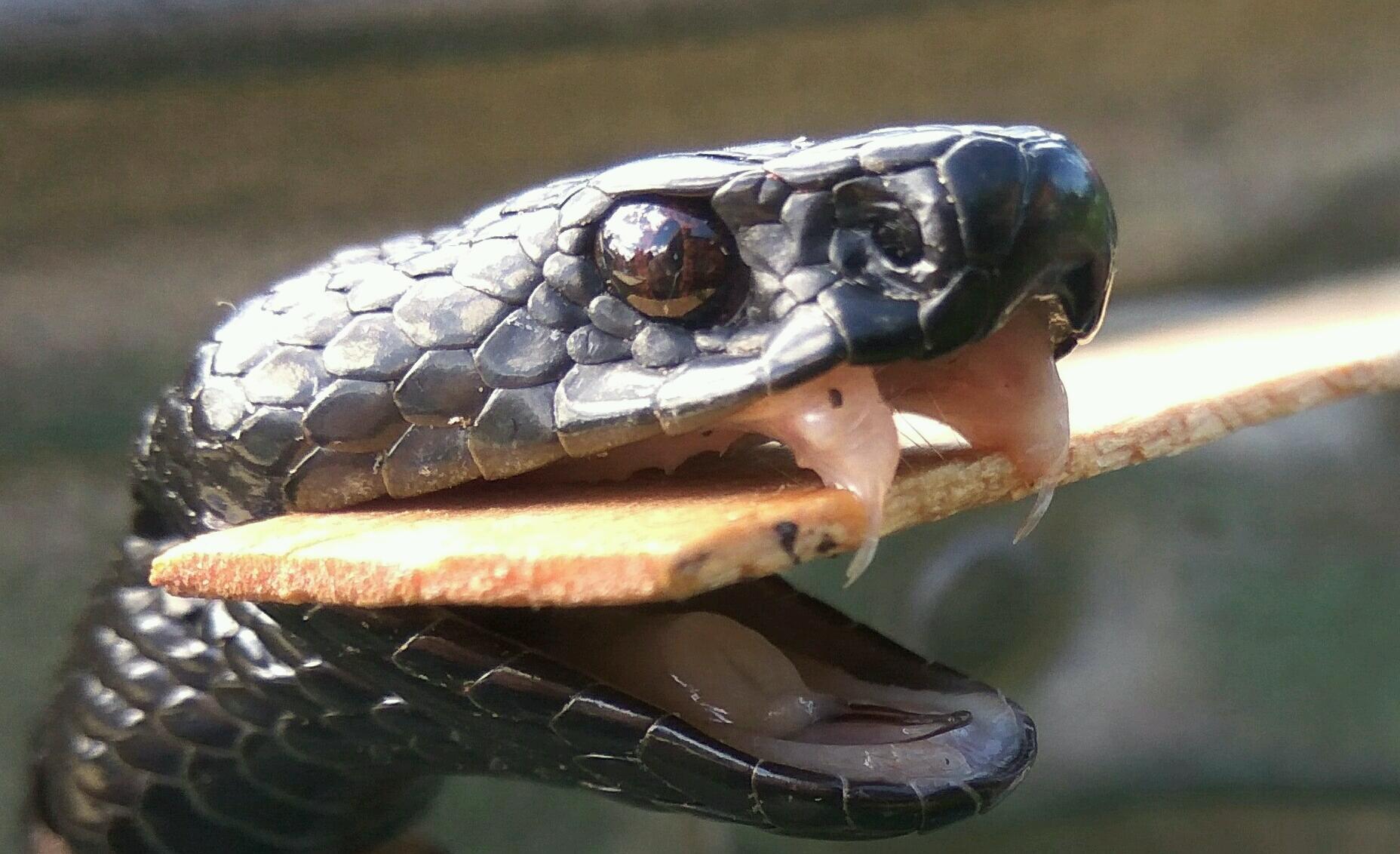 Ядовитая змея гадюка укус