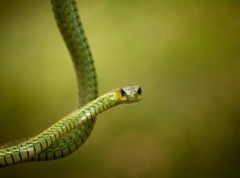 Что делать если укусила змея - первая помощь