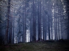 Что делать, если заблудился в лесу?