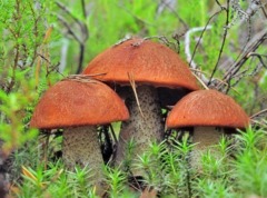 Самые опасные грибы России: какие лучше обходить стороной?