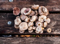 Самые вкусные грибы России: список самых популярных грибов