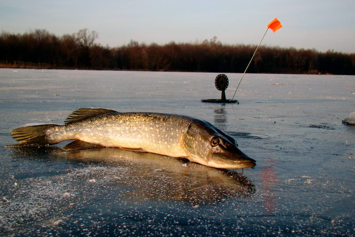 Рыбалка зимняя ловли щуки