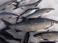 Какая рыба в России сегодня 04 декабря будет клевать лучше всего