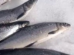 Какая рыба в России сегодня 01 января будет клевать лучше всего
