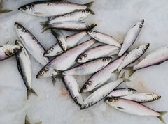 Какая рыба в России сегодня 08 января будет клевать лучше всего
