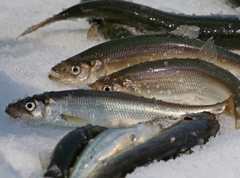 Какая рыба в России сегодня 18 января будет клевать лучше всего