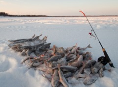 Рыбалка в Ямало-Ненецком автономном округе